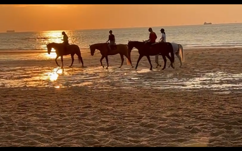 Wandelkamp 'naar zee met je pony/paard' 25 aug tem 26 aug 2025 - Inclusief huur pony/paard 180 Euro